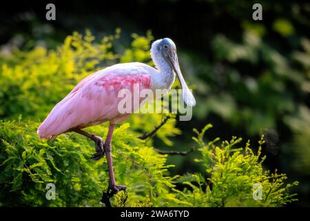 Rosalöffler Platalea ajaja ist ein geselliger waten Vogel der Ibis und Löffler Familie, Threskiornithidae. Stockfoto