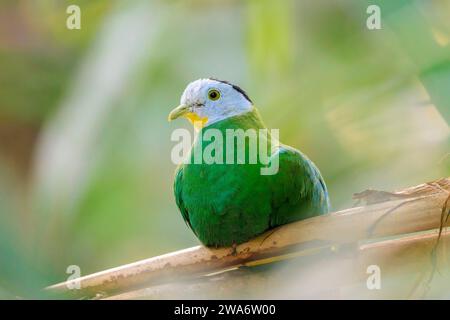 Nahaufnahme einer Schwarznappentaube, Ptilinopus melanospilus, auch bekannt als Schwarzkopf-Fruchttaube Stockfoto