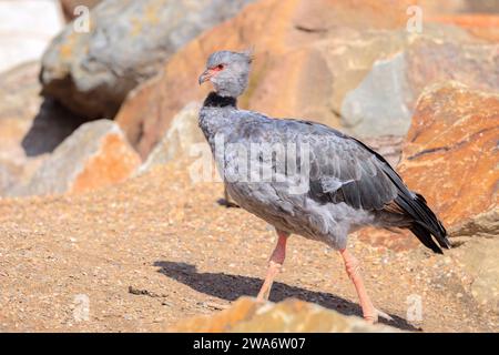 Nahaufnahme eines südländischen Schreiers, Chauna torquata, der zwischen den Felsen spaziert Stockfoto