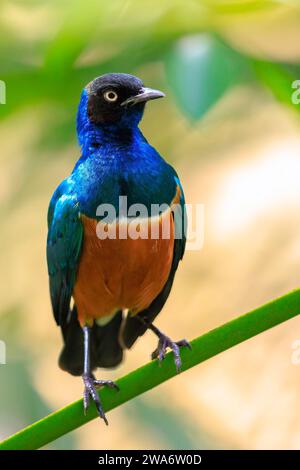 Der superbe Star Lamprotornis Superbus ist ein Mitglied der Sternfamilie der Vögel. Es kann häufig in Ostafrika gefunden werden, einschließlich Äthiopien, so Stockfoto