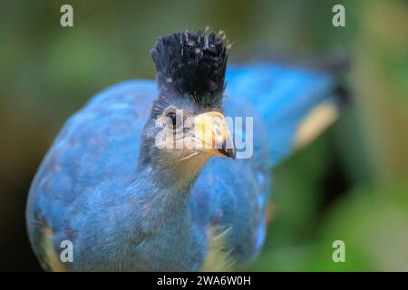 Nahaufnahme eines großen blauen Turakos, Corythaeola cristata, Vogelperspektive Stockfoto