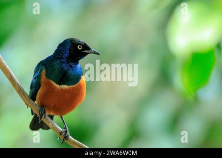 Der superbe Star Lamprotornis Superbus ist ein Mitglied der Sternfamilie der Vögel. Es kann häufig in Ostafrika gefunden werden, einschließlich Äthiopien, so Stockfoto