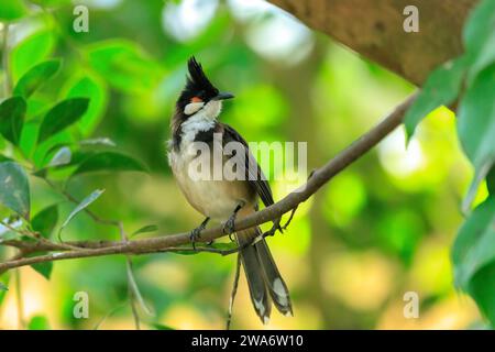 Rot-whiskered oder Crested bulbul, Pycnonotus jocosus, in einem Regenwald gehockt Stockfoto