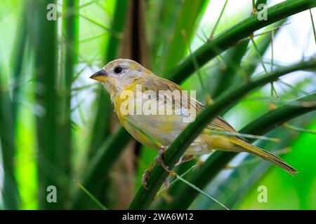 Nahaufnahme eines safranfinks, Sicalis flaveola, in einem Wald. Stockfoto