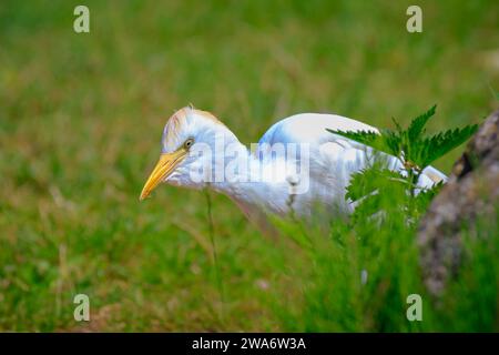 Nahaufnahme eines westlichen Rinderreihers, Bubulcus Ibis, der im Gras auf Nahrungssuche ist Stockfoto