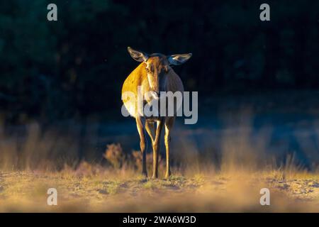 Weiblichen Rotwild doe oder hind Cervus elaphus in einer Wiese mit lila heidekraut vor einem Wald an einem sonnigen Tag. Stockfoto