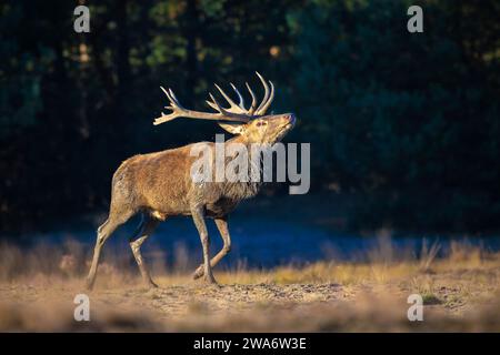 Rotwild männlich, Cervus elaphus, hirschbrunft, während der Paarungszeit auf einem Feld in der Nähe von einem Wald in lila Heidekraut blüht. Nationalpark De Hoge Veluwe, das Ne Stockfoto