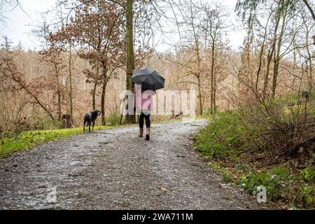 Waldspaziergang mit Hund 02.01.2024, Selters: Symbolfoto, Illustrationsbild, Symbolbild, Illustrationsfoto eine Frau, eingehüllt in warme regenfeste Kleidung, erkundet von hinten gesehen einen Waldweg, begleitet von ihrem treuen Hund. Die Szene fängt die ruhige Atmosphäre eines winterlichen nassen Waldes ein. Das harmonische Zusammenspiel von Natur und Mensch-Hund-Beziehung wird betont. Selters Hessen Deutschland *** Waldspaziergang mit Hund 02 01 2024, Selters Symbolfoto, Illustrationsfoto, Symbolfoto Eine Frau, gewickelt in warme regenfeste Kleidung, erkundet einen Waldweg aus der Nähe von Stockfoto