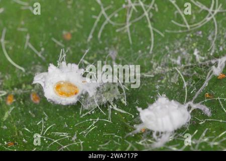 Aleurodicus dispersus, die spiralförmige weiße Fliege, ist eine Art von kleinen, weißen, saftsaugenden Insekten, ein wahrer Käfer in der Ordnung Hemiptera. Larven. Stockfoto