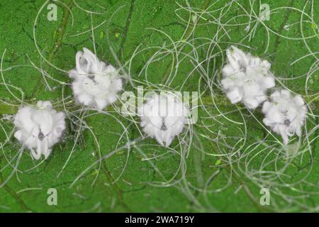 Aleurodicus dispersus, die spiralförmige weiße Fliege, ist eine Art von kleinen, weißen, saftsaugenden Insekten, ein wahrer Käfer in der Ordnung Hemiptera. Larven. Stockfoto