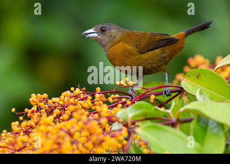 Weibliche Scharlachbetanager (Ramphocelus passerinii), die an der Frucht Miconia longifolia fressen. Tiefland-Regenwald, Sarapiquí, Karibikhang, Costa Ric Stockfoto