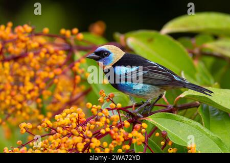 Goldmaultanager (Stilpnia larvata), die sich an der Frucht Miconia longifolia ernähren. Tiefland-Regenwald, Sarapiquí, Karibikhang, Costa Rica. Stockfoto