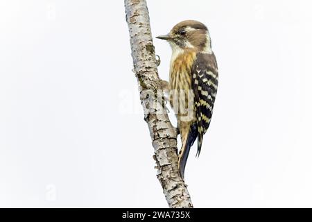 Japanischer Zwergspecht, der auf einem kleinen Zweig einer Birke thront. Stockfoto