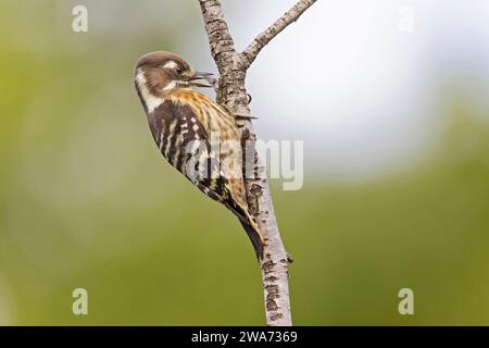 Japanischer Zwergspecht, der auf einem kleinen Zweig einer Birke thront. Stockfoto