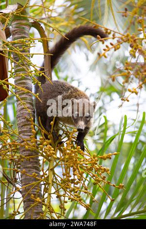 Weißnasen-Coati (Nasua narica) klettern auf eine Palme. Tropischer Trockenwald, Guanacaste, Costa Rica. Stockfoto