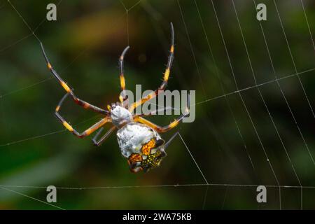 Die silberne Argiope-Spinne (Argiope argentata) spinnt ihr Netz. Cartago; Costa Rica. Stockfoto