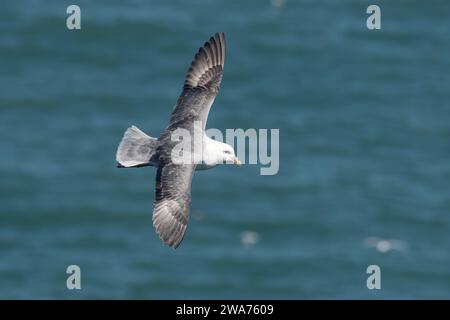 Fulmar (Fulmarus glazialis) im Flug in Fowlsheugh, Aberdeenshire, Schottland, Großbritannien Stockfoto