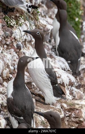 Brikled Guillemot, (Uria aalge), Fowlsheugh, Aberdeenshire, Schottland, VEREINIGTES KÖNIGREICH Stockfoto