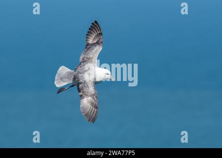 Fulmar (Fulmarus glazialis) im Flug in Fowlsheugh, Aberdeenshire, Schottland, Großbritannien Stockfoto