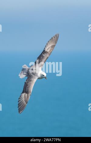 Fulmar (Fulmarus glazialis) im Flug in Fowlsheugh, Aberdeenshire, Schottland, Großbritannien Stockfoto