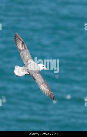 Fulmar (Fulmarus glazialis) im Flug in Fowlsheugh, Aberdeenshire, Schottland, Großbritannien Stockfoto