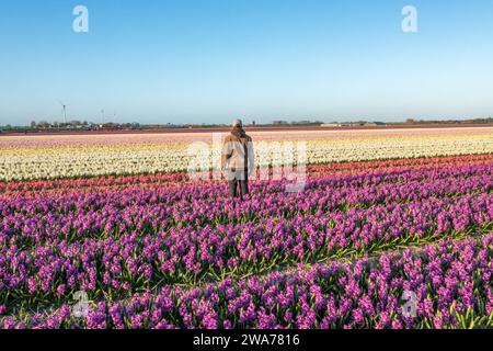 Mann, der in einem bunten Feld von Tulpen und Hyazinthen steht Stockfoto