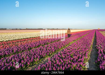 Person, die in einem farbenfrohen Tulpen- und Hyazinthen-Feld steht Stockfoto