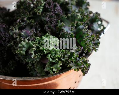 Frische Blätter eines Deutschen kale Sorte namens Lippischer Braunkohl oder Lippische Palme. Stockfoto