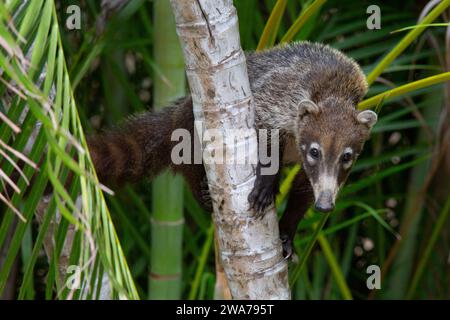 Weißnasen-Coati (Nasua narica) klettern auf eine Palme. Tropischer Trockenwald, Guanacaste, Costa Rica. Stockfoto