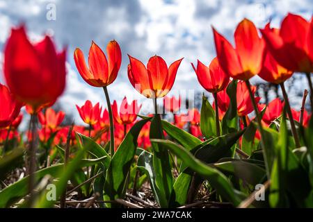 Rote Tulpen im Frühling werden groß Stockfoto