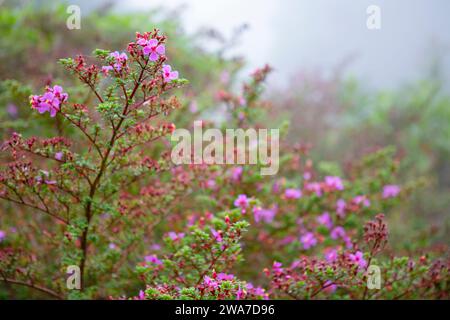 Melastoma des Vulkanstrauchs (Monochaetum vulcanicum), der im erloschenen Vulkankrater von Laguna Botos, Poás Vulcano NP, Costa Rica wächst. Stockfoto