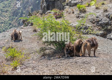 Gelada Paviane (Theropithecus Gelada) pflegen einander, Simien Mountains Nationalpark, Nord-Äthiopien Stockfoto