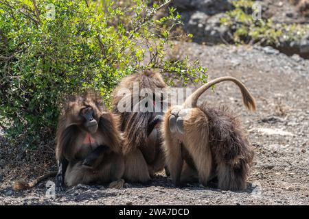 Gelada Paviane (Theropithecus Gelada) pflegen einander, Simien Mountains Nationalpark, Nord-Äthiopien Stockfoto