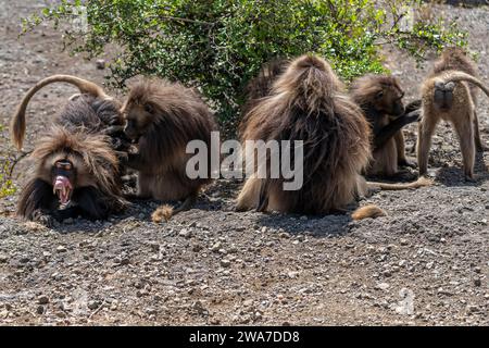 Gelada Paviane (Theropithecus Gelada) pflegen einander, Simien Mountains Nationalpark, Nord-Äthiopien Stockfoto