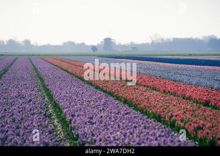 Buntes Hyazinthen-Feld im ländlichen Raum in holland AT Stockfoto