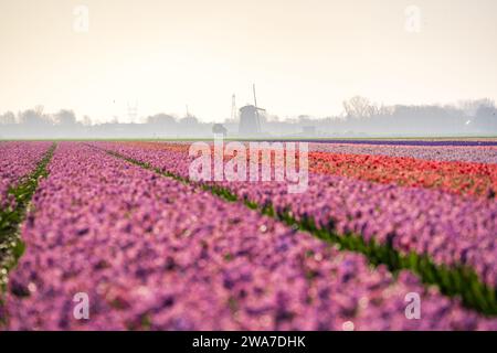 Rosafarbenes Hyazinthenfeld im ländlichen Raum in holland bei Sonnenaufgang Stockfoto