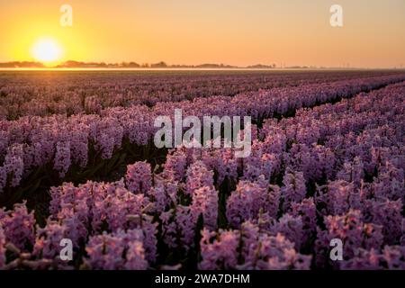 moody Sonnenuntergang über rosa Hyazinthen Feld in den niederlanden Stockfoto