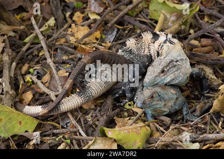Schwarze Stachelschwanzleguane paaren (Ctenosaura similis). Palo Verde Nationalpark, Guanacaste, Costa Rica. Stockfoto