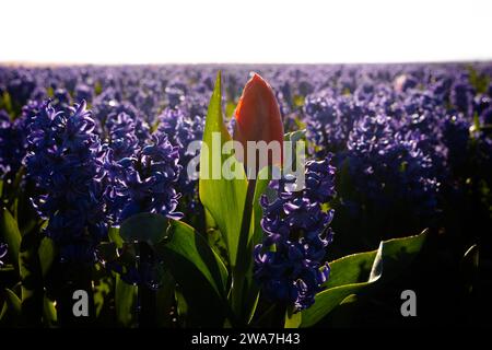 Rote Tulpe wächst im Feld der blauen Hyazinthen Stockfoto