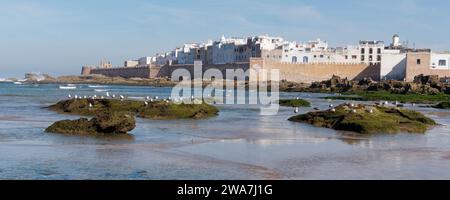 Möwen sitzen an einem Wintertag mit den Stadtmauern und Medina dahinter in Essaouira, Marokko, am 2. Januar 2024 auf felsigen Felsvorsprüngen Stockfoto