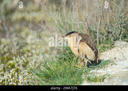 Kleine Bittern, Ixobrychus minutus, jagen am Fluss. Stockfoto