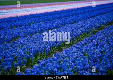 Blaue und weiße Hyazinthen im Feld bei Sonnenaufgang Stockfoto