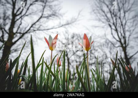 Rote und weiße Tulpen auf dem Gras Stockfoto