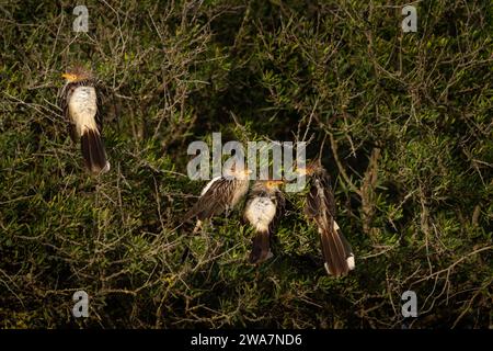 Guira Cuckoos sitzen auf dem Ast nahe der Atlantikküste. Guira Guira in Argentinien. Kuckuck im Park bei San Clemente Stockfoto