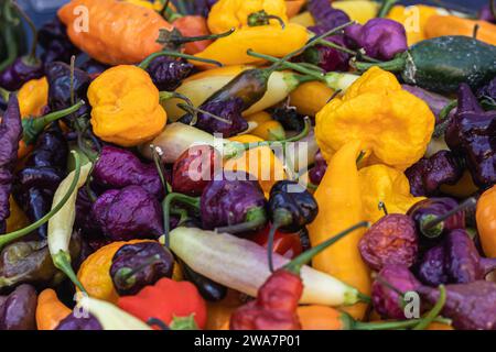 Verschiedene Chili-Paprika in verschiedenen Farben in einem Behälter Stockfoto