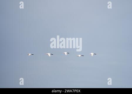 Eine Schar von schwarzhalsigen Schwänen an der argentinischen Küste. Schwäne bleiben in der Nähe des Atlantischen Ozeans. Weißer großer Vogel mit schwarzem Hals und rotem Kopf. Stockfoto