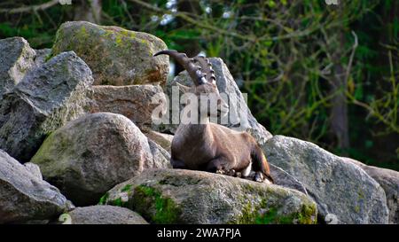 Ein Alpensteinbock liegt in voller Bewegung auf einem Felsen und hat stolz sehr schöne Hörner Stockfoto