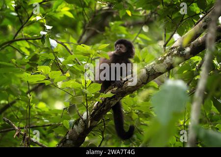 Schwarzer Kapuzineraffe im Nationalpark Iguazu Falls. Sapajus nigritus im Regenwald. Kleine dunkle Affen klettern im argentinischen Wald hoch. Stockfoto