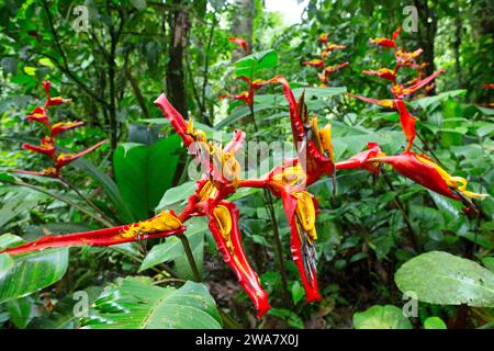 Heliconia tortuosa (Heliconia tortuosa) im Regenwald in der Nähe der Rangerstation Quebrada Gonzalez im Braulio Carrillo Nationalpark, Costa Rica. Stockfoto