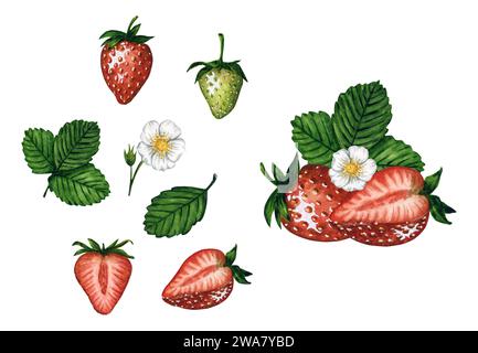 Aquarellerdbeere Set mit roten und grünen Beeren, Blättern und Blumen isoliert auf weißem Hintergrund, handgemalte Aquarellillustration. Stockfoto